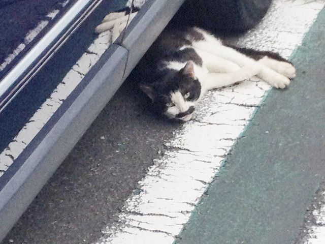 タイヤに挟まれそうな猫