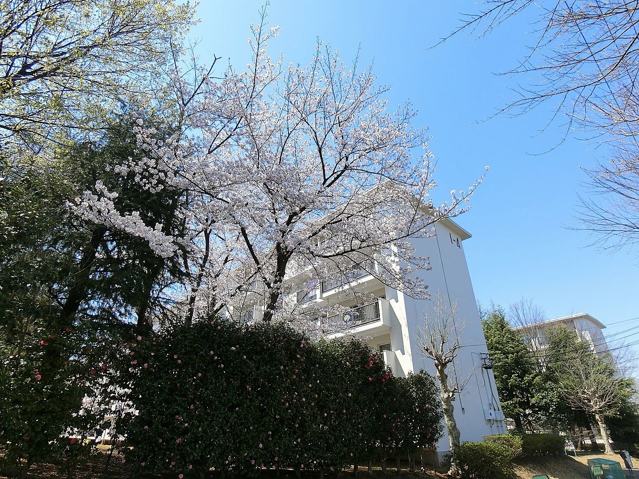 敷地の庭先に桜が見える「たまプラーザ団地」